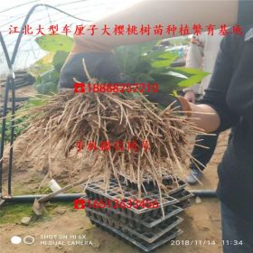 矮化紅南陽櫻桃苗 三年矮化紅南陽櫻桃苗報價及基地_批發(fā)基地