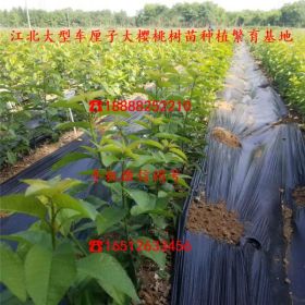 矮化蜜浓大樱桃树苗 4公分矮化蜜浓大樱桃树苗多少钱一棵及直销_直销价位