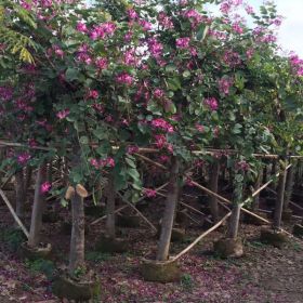 基地直销红花紫荆 批发羊蹄甲 庭院公园风景树 红花紫荆报价