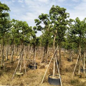 福建米径8公分红花紫荆 大量批发红花紫荆 洋紫荆价格