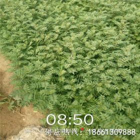 哪里有批发大红袍花椒苗的、大红袍花椒苗基地