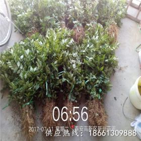 哪里有卖嫁接无刺花椒苗的、嫁接无刺花椒苗管理技术