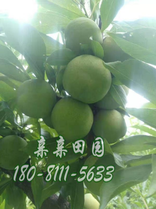 茂縣早熟李子樹(shù)苗