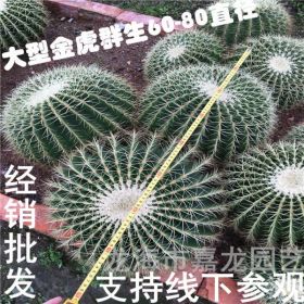 大型多头金虎仙人球盆栽 沙漠植物 金琥群生 多浆办公室景观