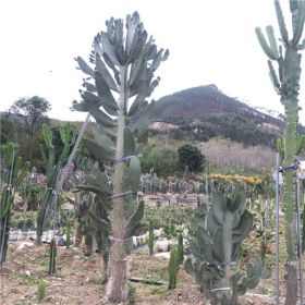 鱼鳞仙人掌 仙人掌多浆多肉植物 园林景观装饰 猿恋苇 仙人棒