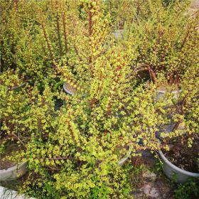 马齿苋 金枝玉叶 净化空气沙生植物景观盆栽 绿植花卉