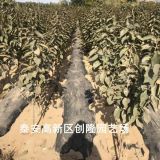 矮化樱桃树苗、矮化樱桃树苗价格