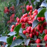 哪里有批發(fā)無(wú)刺花椒苗的、無(wú)刺花椒苗批發(fā)