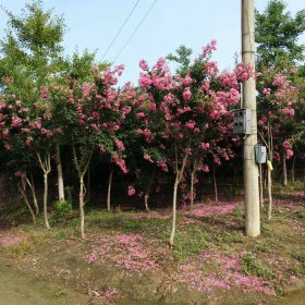 3公分紫薇樹價(jià)格 江蘇紫薇樹基地