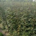 花椒苗价格 1年花椒苗价格-50厘米以上花椒苗价格