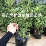 适合南方种植的蓝莓苗有哪些品种、哪里批发蓝莓苗