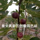 无花果苗什么品种好、山东无花果苗基地