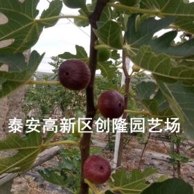 無花果苗什么品種好、山東無花果苗基地