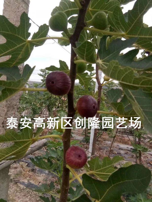 无花果苗