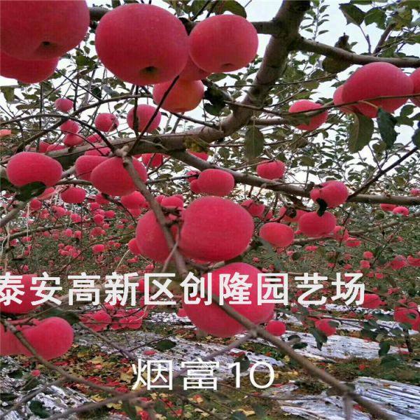 今年无花果苗价格