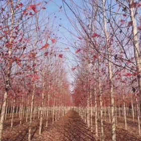 苗圃銷售美國(guó)紅楓 秋火焰圖片/價(jià)格