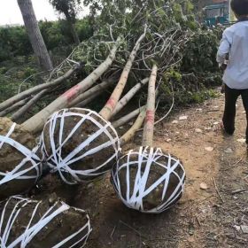 苗圃銷售楓楊 楓楊圖片 楓楊怎么賣