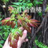 泰安香椿樹苗批發(fā) 紅油香椿樹苗價(jià)格 大棚香椿樹苗產(chǎn)地