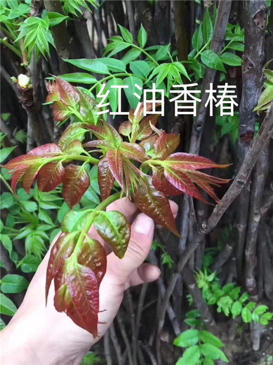 香椿樹苗