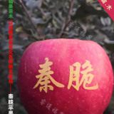 有個(gè)品種叫秦脆蘋(píng)果樹(shù)苗價(jià)格多少錢(qián)