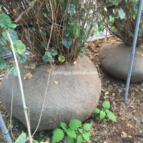 实生睡布袋多肉块根植物 银叶睡布袋球根花卉植物 葫芦科可挑