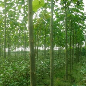 苗圃銷售泡桐 泡桐圖片 泡桐怎么賣