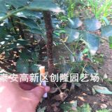 什么花椒苗产量高、大红袍花椒苗价格