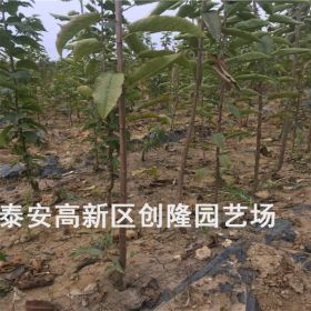 齊早矮化櫻桃苗、齊早櫻桃苗基地