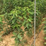 俄罗斯八号樱桃苗种植技术免费提供