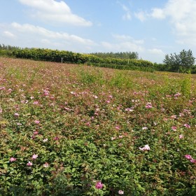 20公分丰花月季价格 江苏丰花月季基地