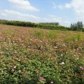 20公分豐花月季價(jià)格 江蘇豐花月季基地