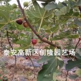 山东无花果苗基地、今年无花果苗多少钱一棵