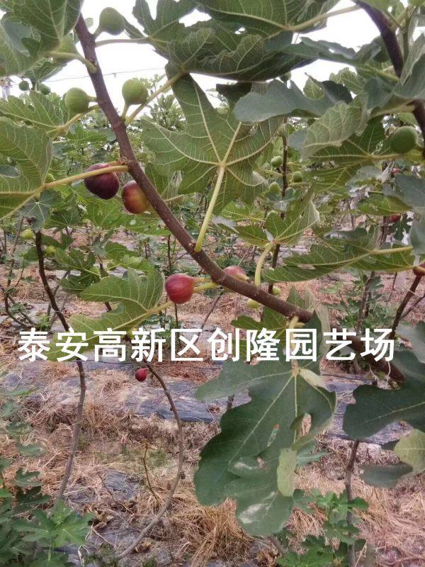 无花果苗