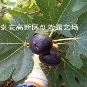 無花果苗、波姬紅無花果苗基地、2020年波姬紅無花果苗價格