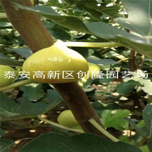 无花果苗