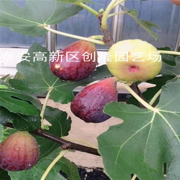 波姬红无花果