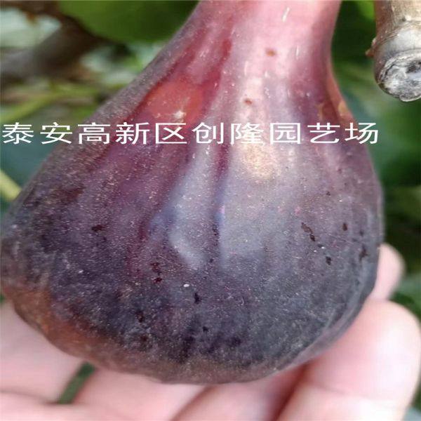 波姬红无花果