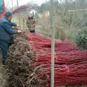 80公分高紅瑞木價格 江蘇紅瑞木基地