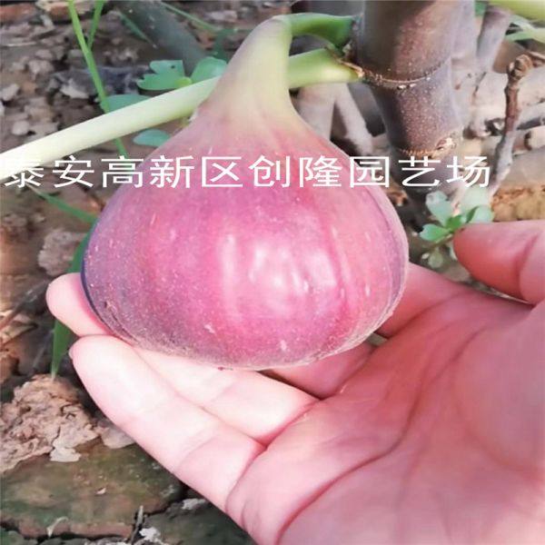 无花果苗