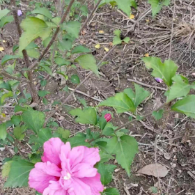 农户家木槿花 沙漠玫瑰 丛生木槿价格真低