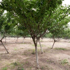 3公分樱花树价格 江苏樱花树基地