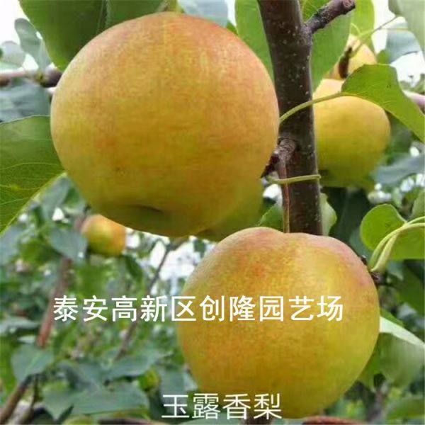 玉露香梨树苗