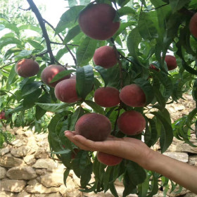 春蜜桃树苗基地 春蜜桃苗出售价格