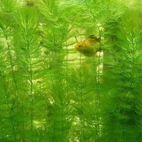 金鱼藻金鱼草观赏鱼虾缸水族箱水草造景活体沉水植物真水草后景草