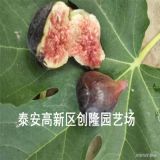 一公分无花果苗价格、日本紫果无花果苗价格及单价