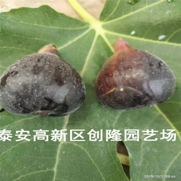 无花果苗