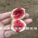 一公分无花果苗哪里有、波姬红无花果苗报价多少钱一棵