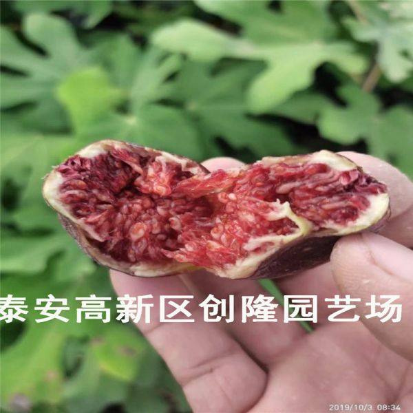 无花果苗