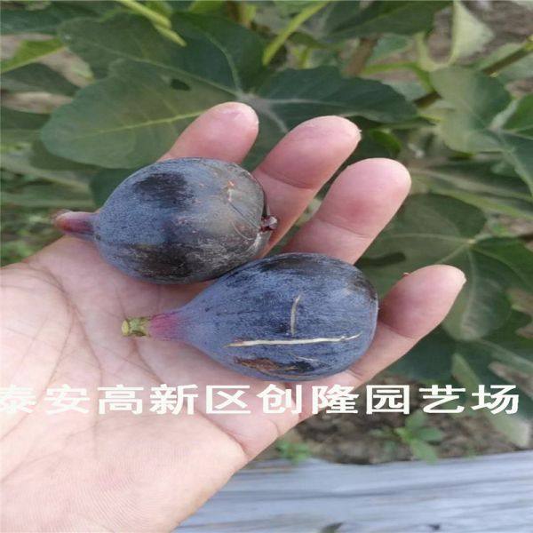 无花果苗