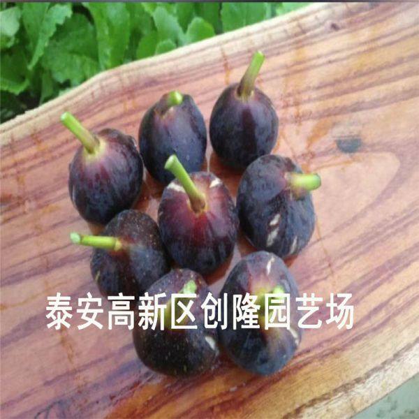 无花果苗